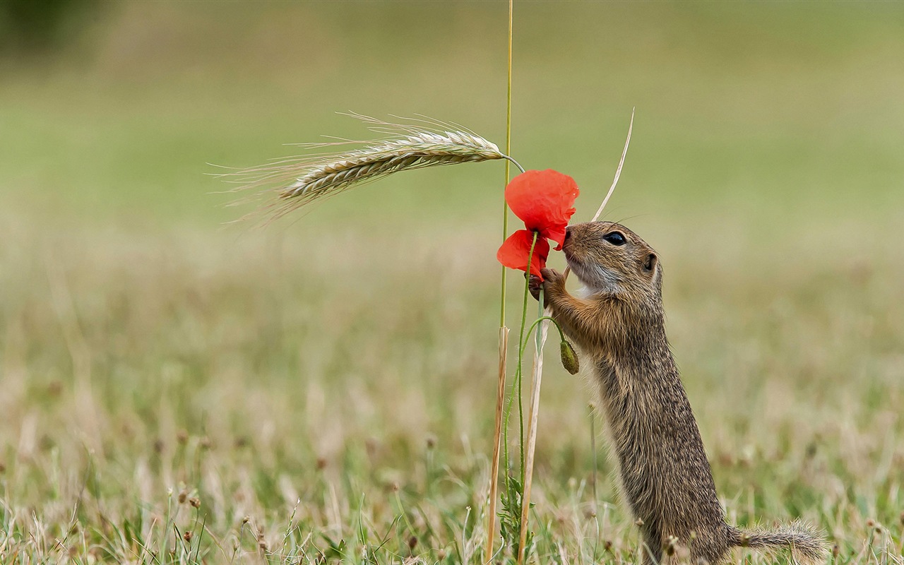 March 2017 Bing theme of high-definition wallpaper (1) #40 - 1280x800