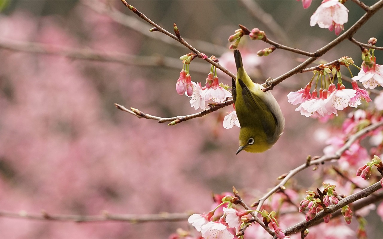 2017年3月 Bing 必应主题高清壁纸(二)4 - 1280x800