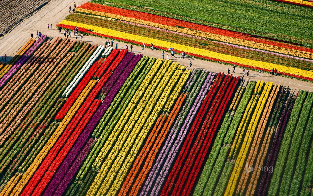 Abril 2017 Bing tema de papel tapiz de alta definición #8 - 1280x800