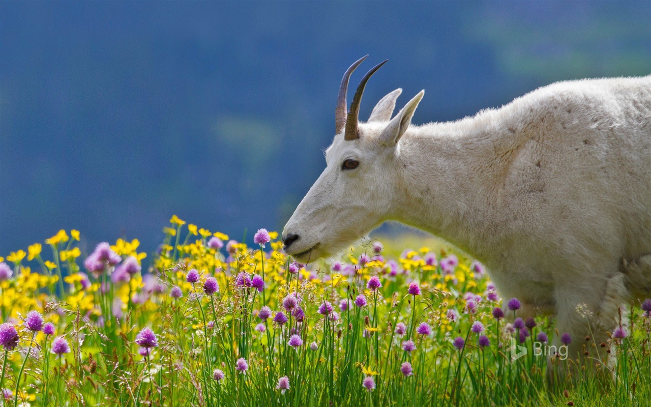 Mayo de 2017 Tema de Bing de fondo de pantalla de alta definición #12 - 1280x800