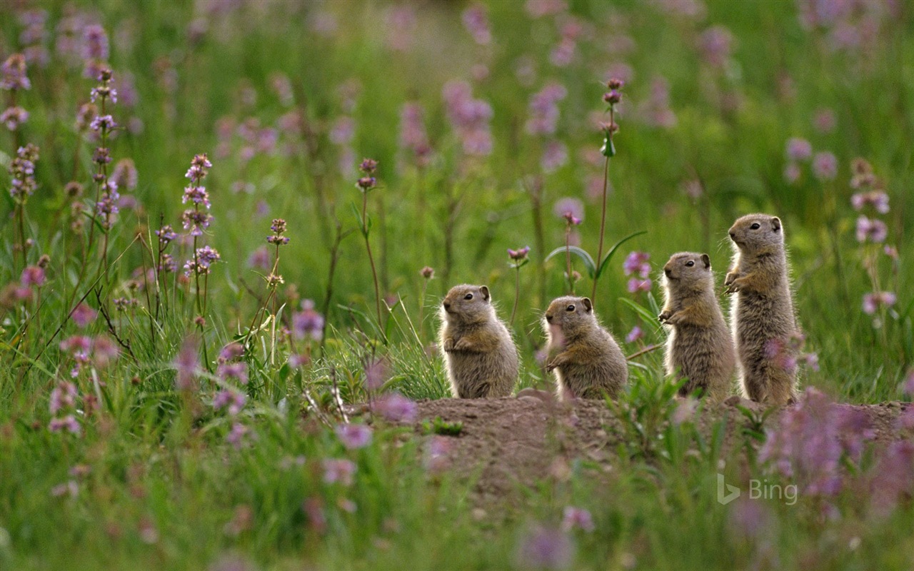 Mai 2017 Bing Thema der hochauflösenden Hintergrundbild #18 - 1280x800