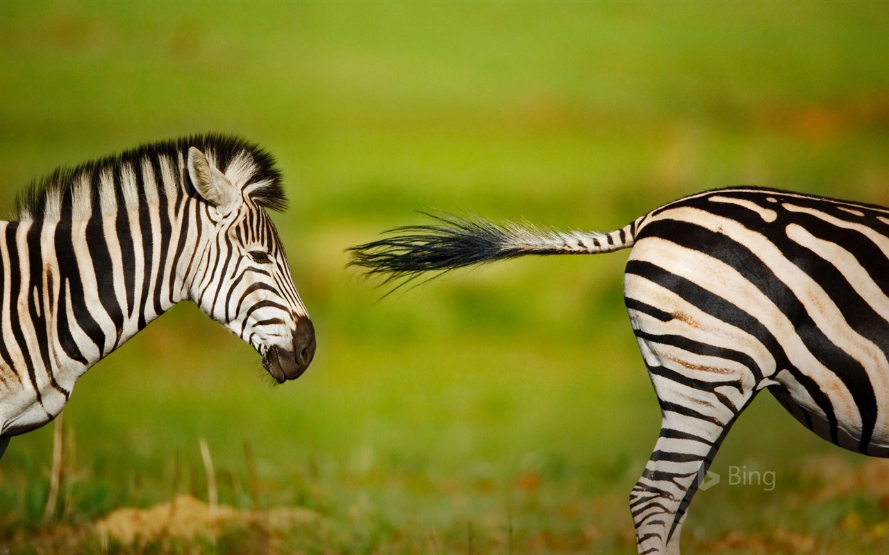 Mai 2017 Bing Thema der hochauflösenden Hintergrundbild #22 - 1280x800