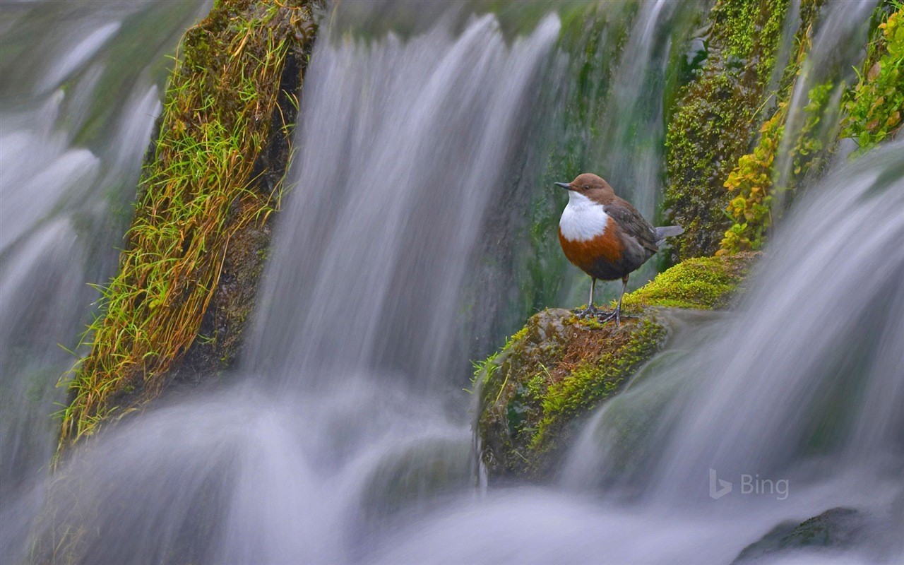 Mai 2017 Thème Bing de fond d'écran haute définition #24 - 1280x800