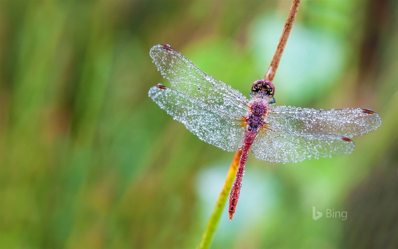 Juin 2017 thème Bing de fond d'écran haute définition #16 - 1280x800