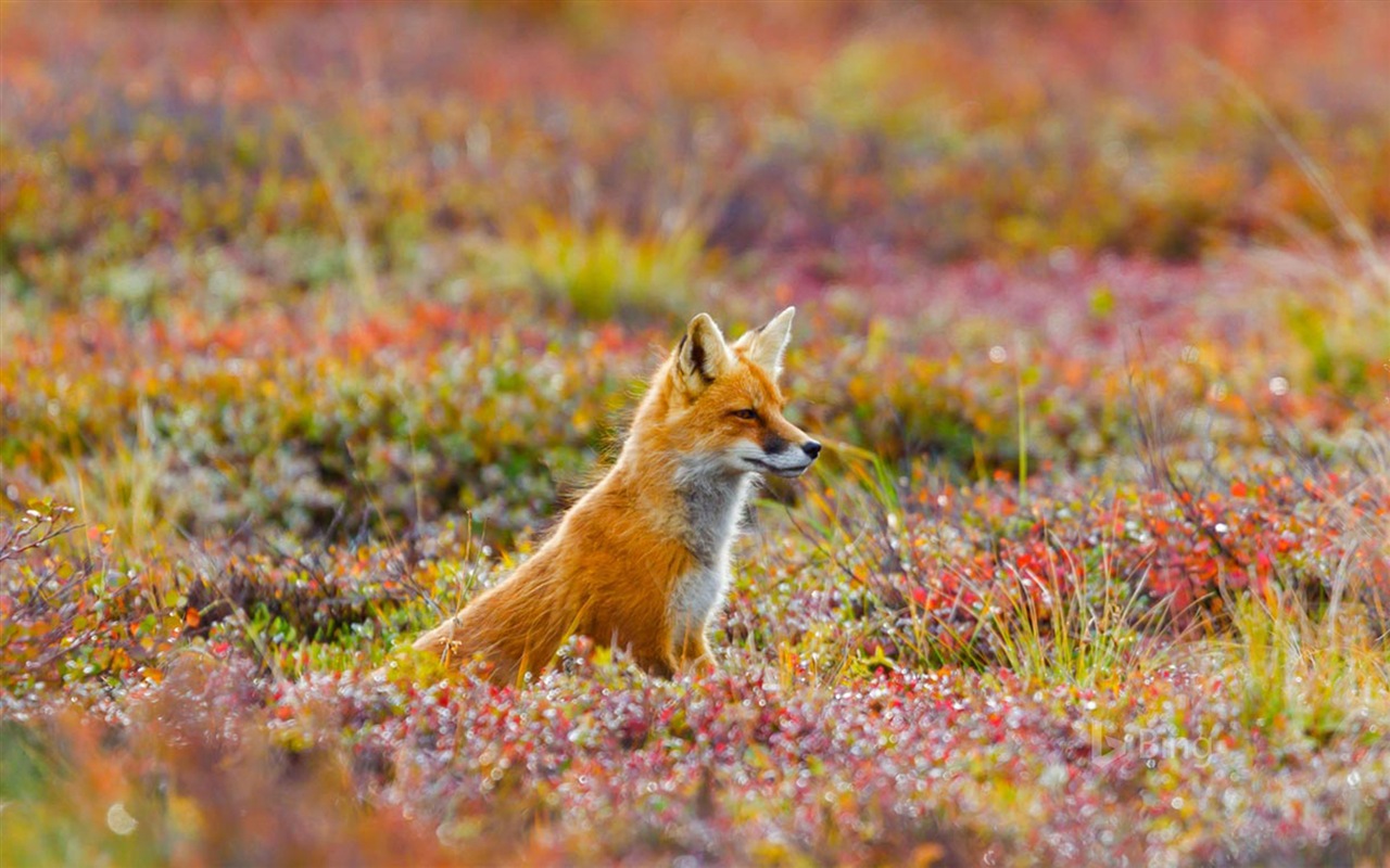 Junio de 2017 Tema de Bing de fondo de pantalla de alta definición #22 - 1280x800