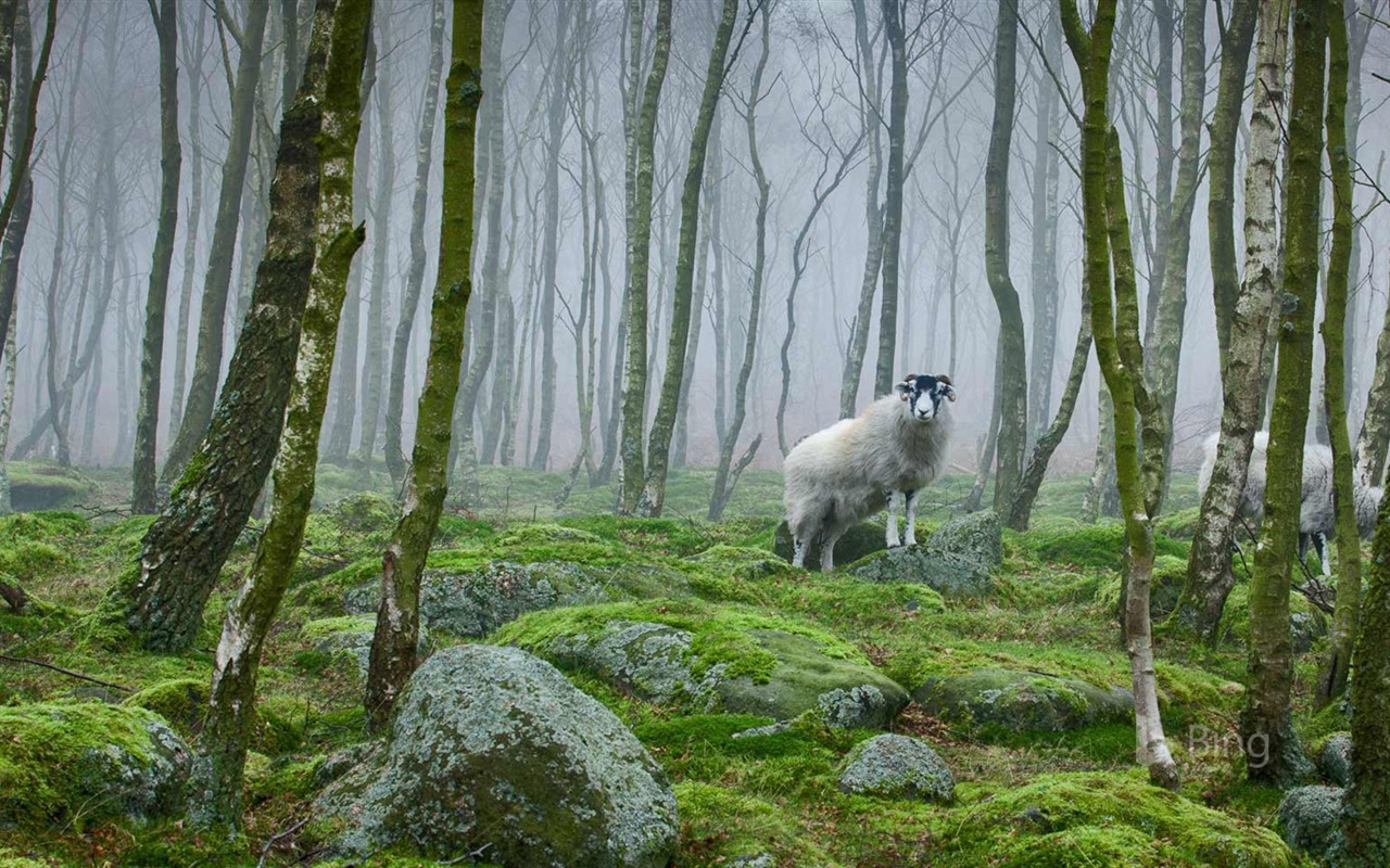 Juillet 2017 Thème Bing de fond d'écran haute définition #10 - 1280x800