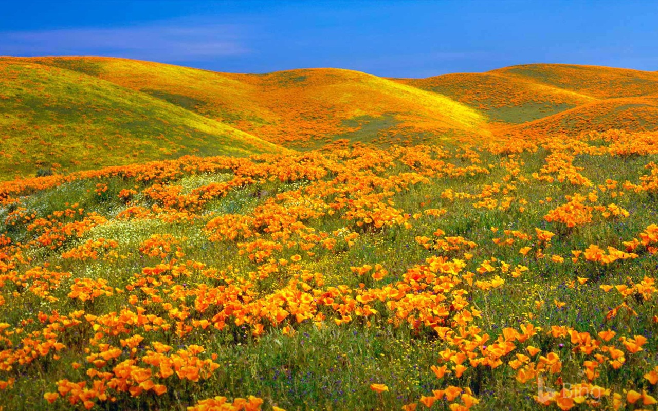 Julio de 2017 tema de Bing de fondo de pantalla de alta definición #21 - 1280x800