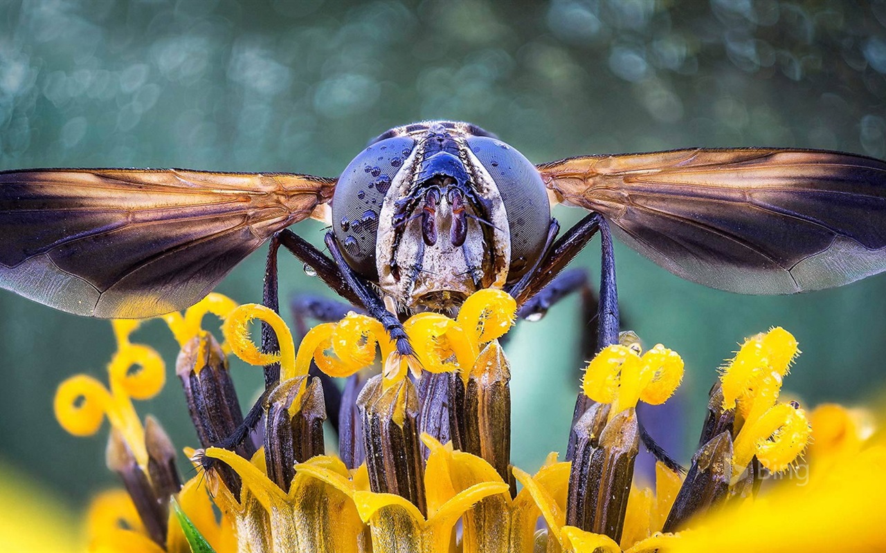 Juillet 2017 Thème Bing de fond d'écran haute définition #28 - 1280x800