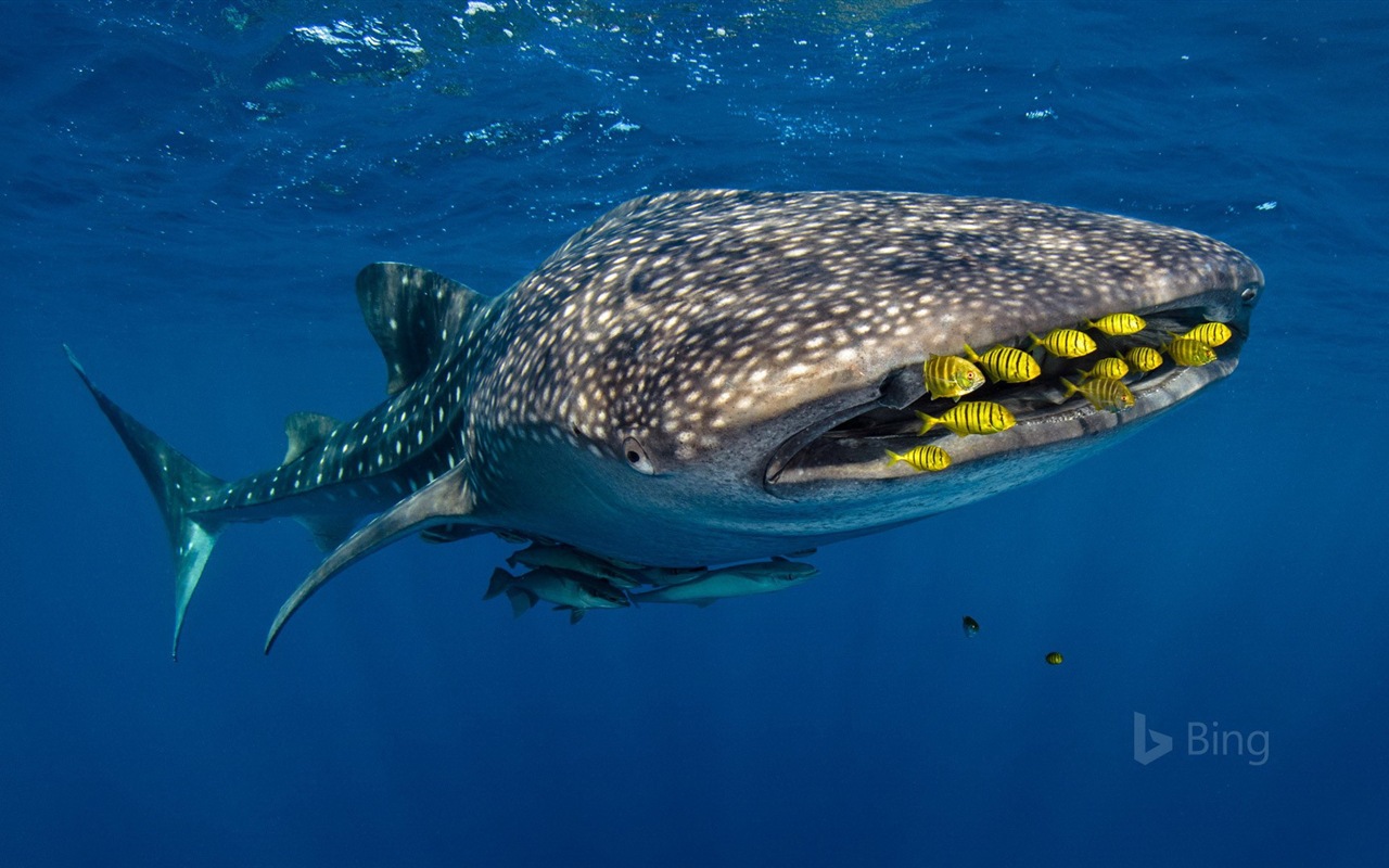 Août 2017 Bing thème Fond d'écran HD #29 - 1280x800