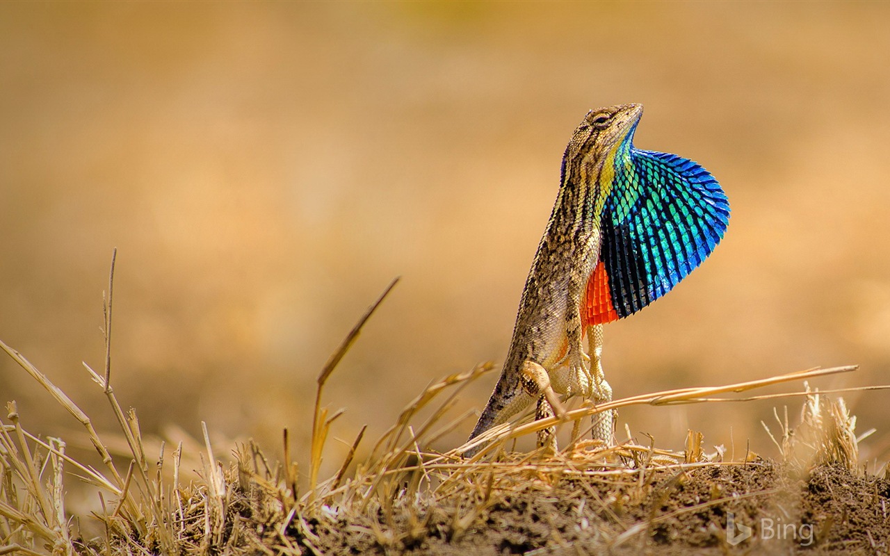 Září 2017 Bing téma HD tapetu #30 - 1280x800