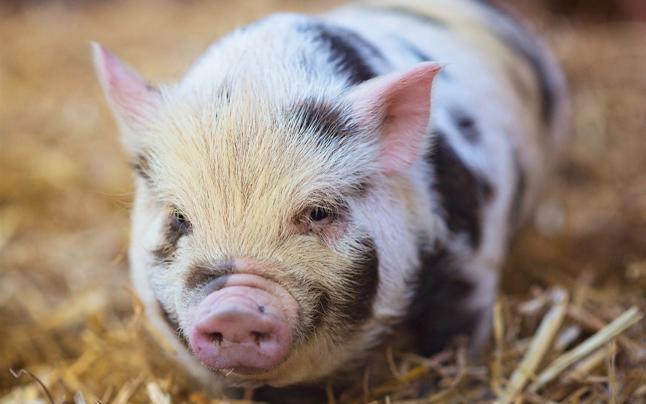 Année de porc sur porcs fonds d'écran HD #3 - 1280x800