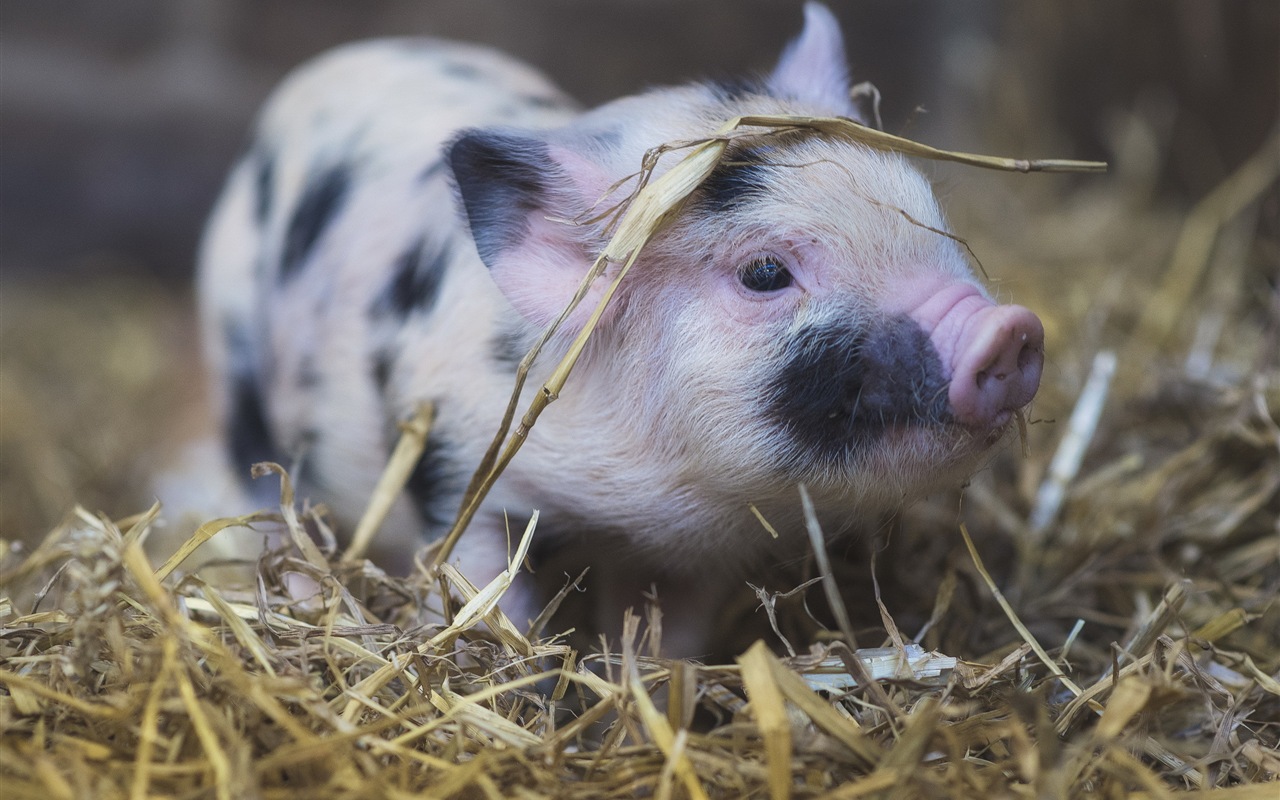 Pig Year about pigs HD wallpapers #4 - 1280x800