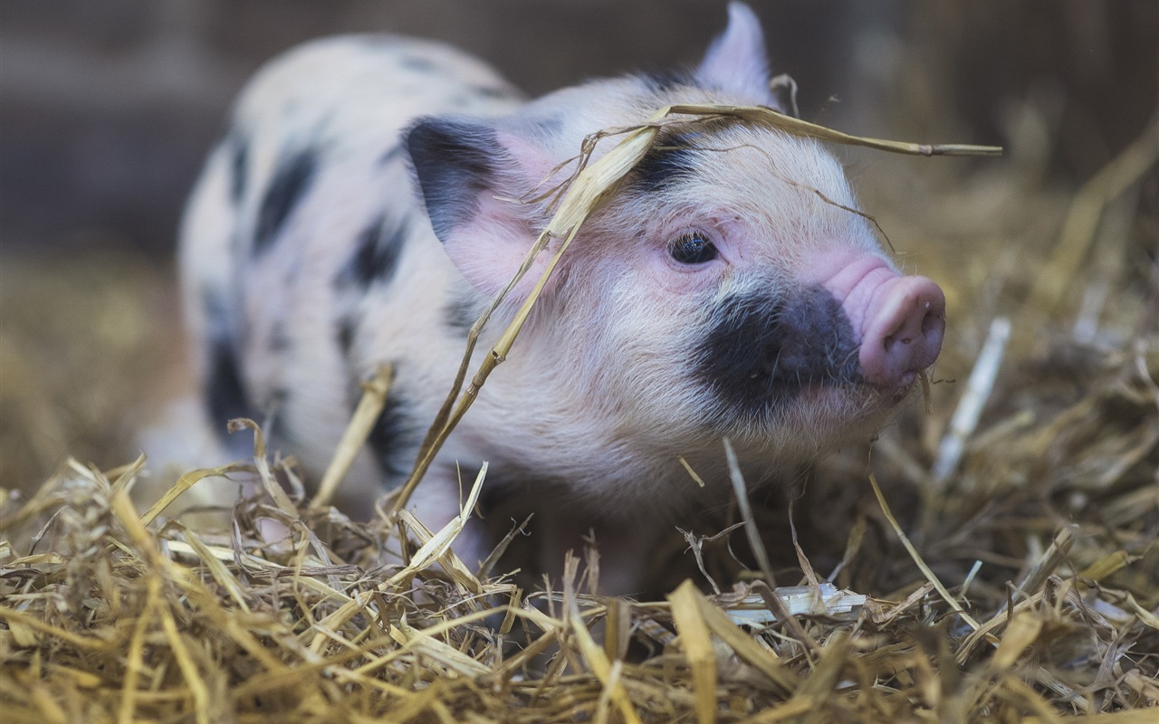 Schweinejahr über Schweine HD-Tapeten #4 - 1280x800