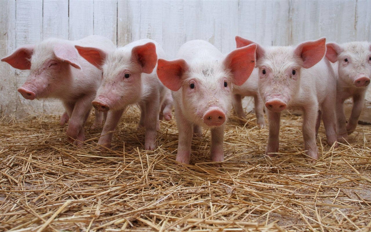 Pig Year about pigs HD wallpapers #5 - 1280x800
