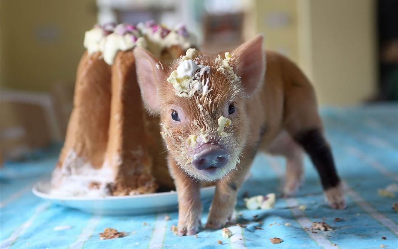 Pig Year about pigs HD wallpapers #6 - 1280x800