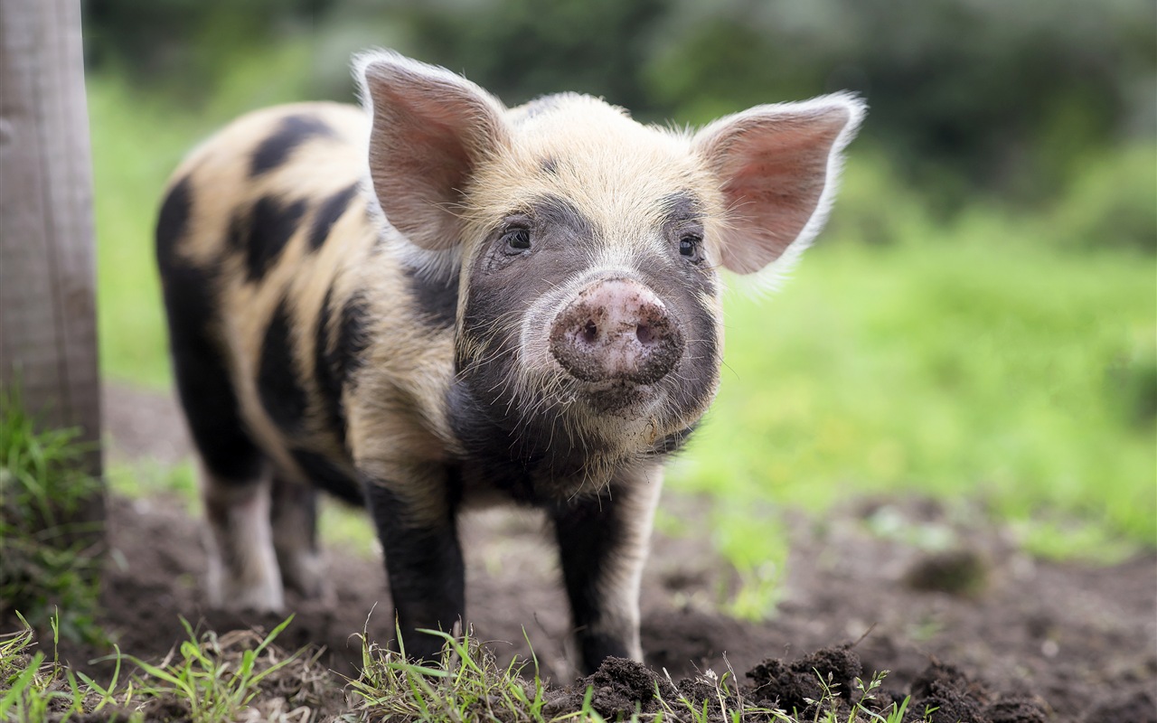Pig Year about pigs HD wallpapers #8 - 1280x800