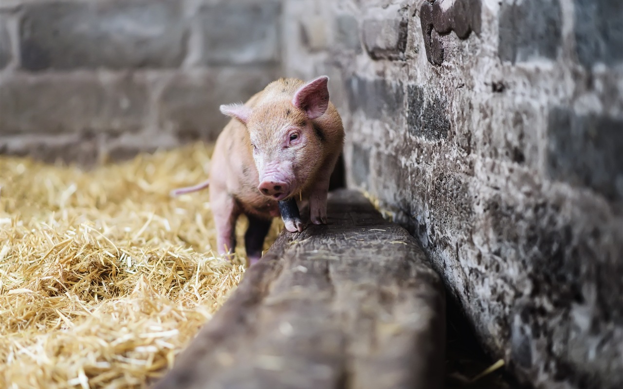 Schweinejahr über Schweine HD-Tapeten #9 - 1280x800