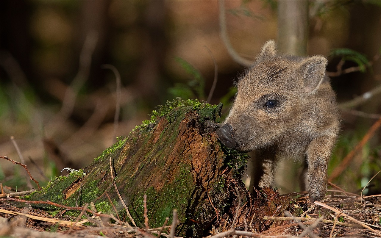 Schweinejahr über Schweine HD-Tapeten #10 - 1280x800