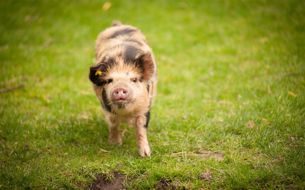 Schweinejahr über Schweine HD-Tapeten #12 - 1280x800
