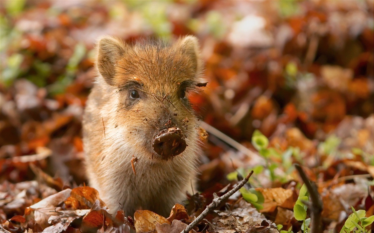 Schweinejahr über Schweine HD-Tapeten #16 - 1280x800