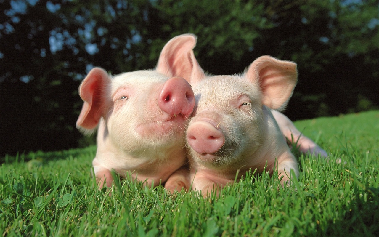 Свинья год о свиньи HD обои #19 - 1280x800