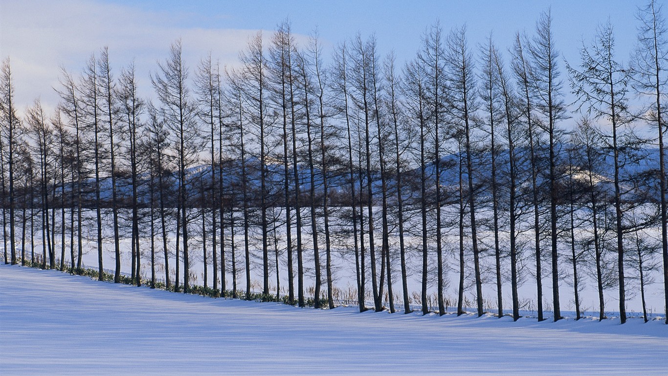 雪の林の壁紙(1) #1 - 1366x768