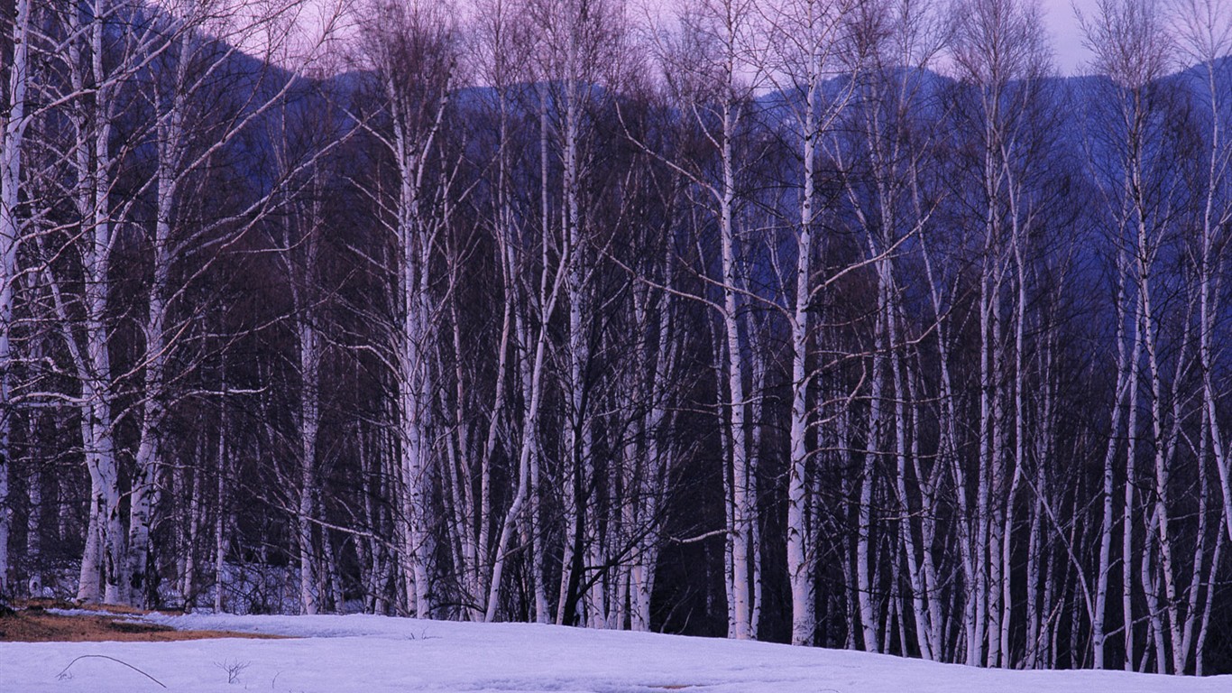 雪の林の壁紙(1) #4 - 1366x768