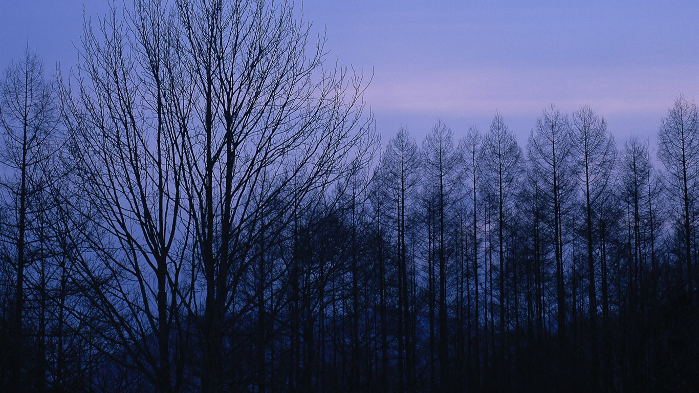 白雪森林(一) #5 - 1366x768
