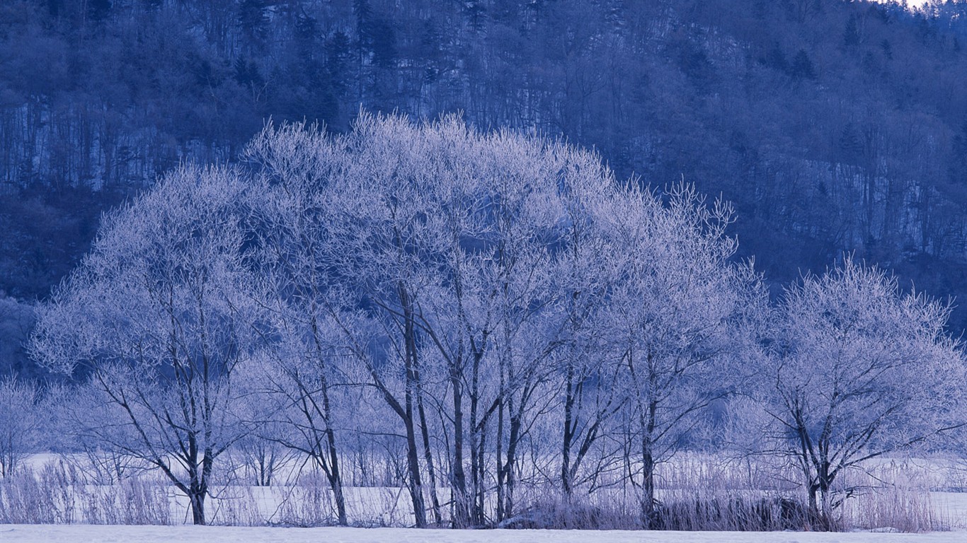 白雪森林(一) #8 - 1366x768