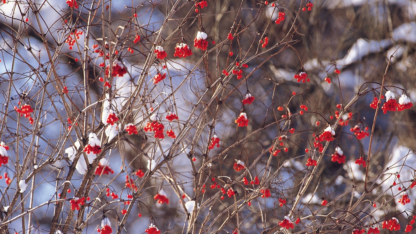 白雪森林(一) #11 - 1366x768