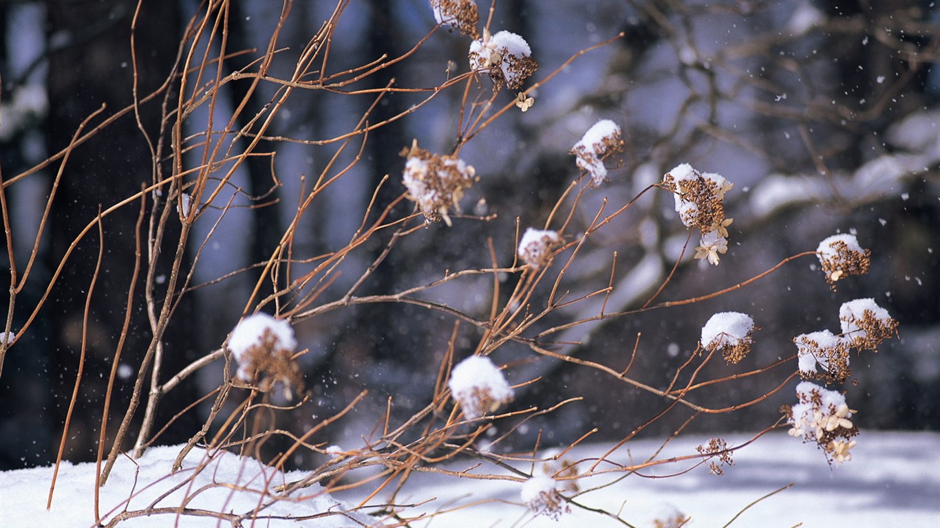 白雪森林(一)12 - 1366x768