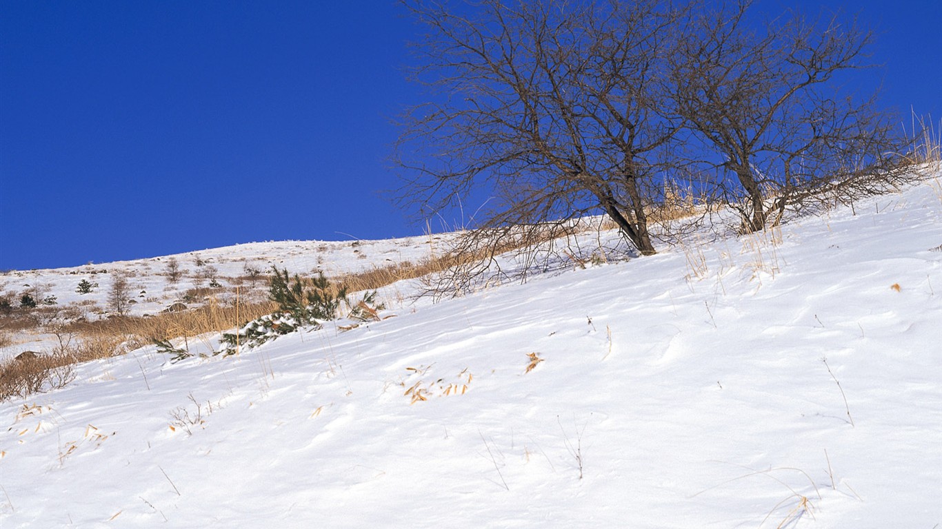 白雪森林(一) #15 - 1366x768