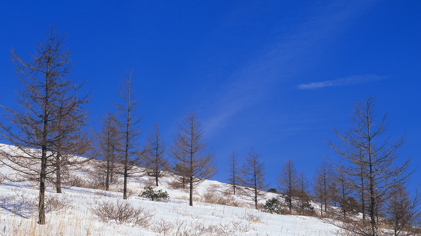 雪の林の壁紙(1) #16 - 1366x768