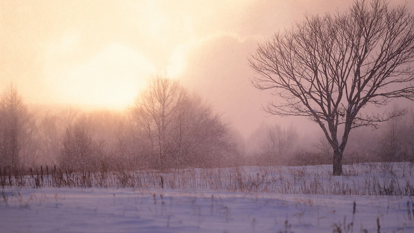白雪森林(一) #20 - 1366x768