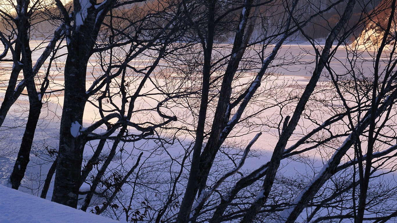 Nieve fondos de escritorio de los bosques (2) #2 - 1366x768