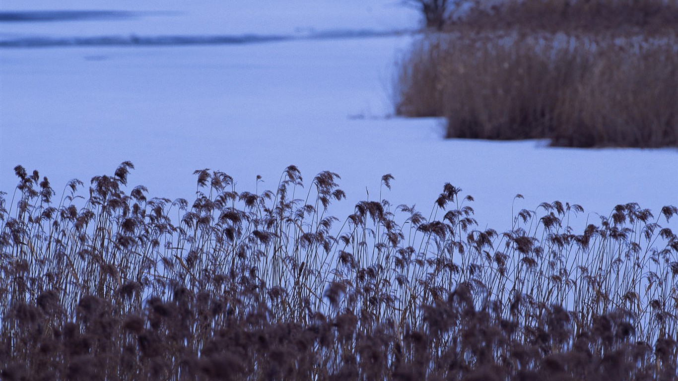 雪の林の壁紙(2) #3 - 1366x768