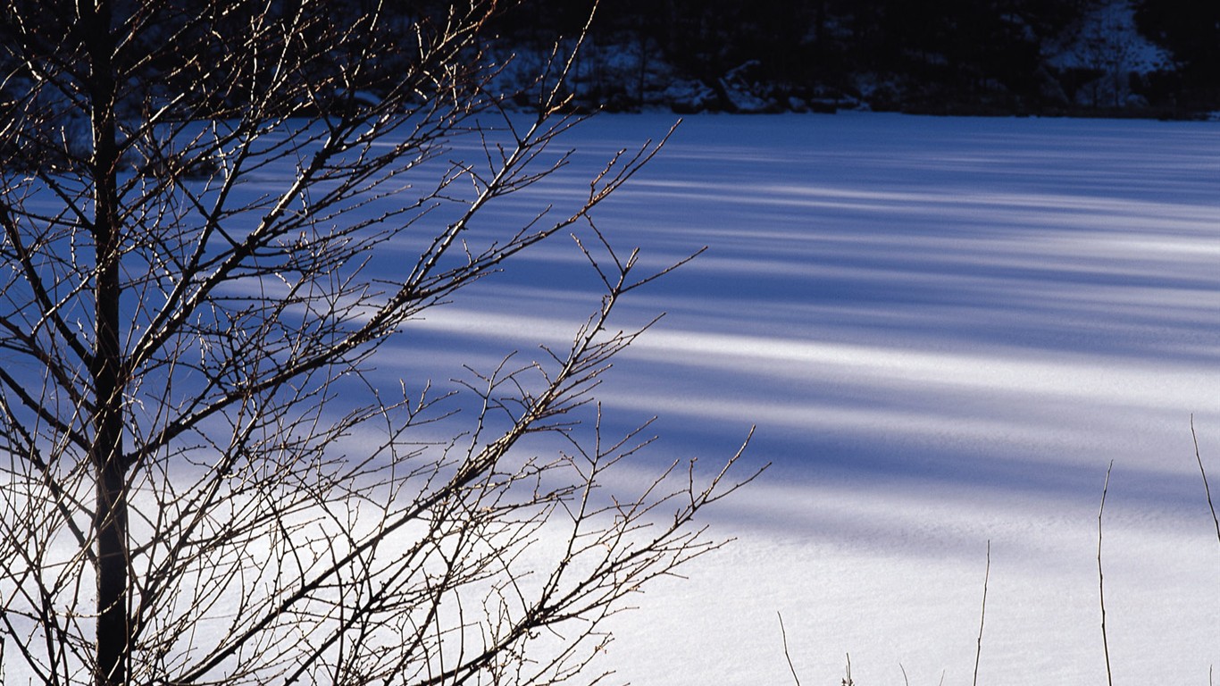 Nieve fondos de escritorio de los bosques (2) #4 - 1366x768