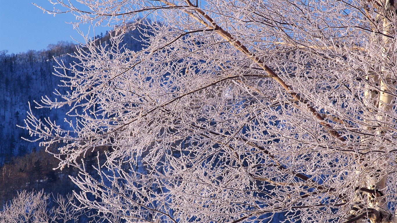 Nieve fondos de escritorio de los bosques (2) #5 - 1366x768