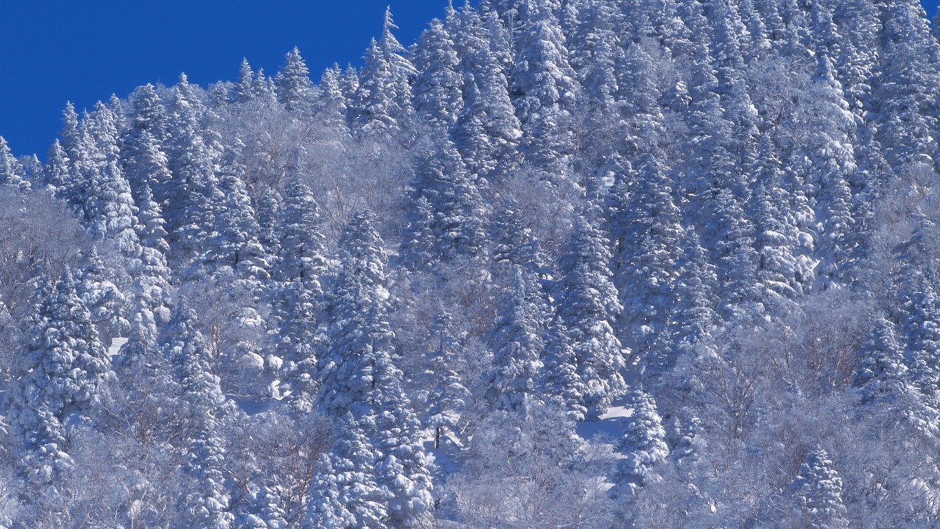 Nieve fondos de escritorio de los bosques (2) #6 - 1366x768