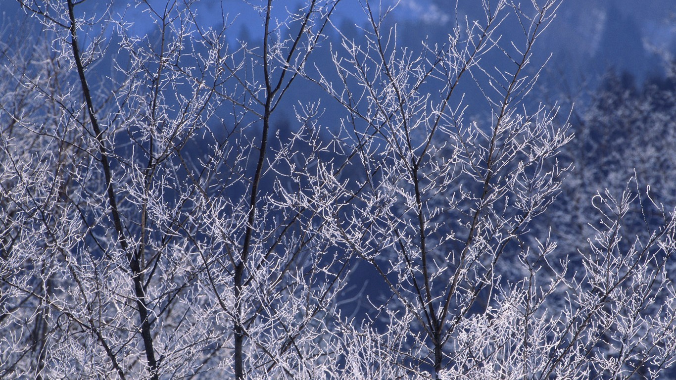 Nieve fondos de escritorio de los bosques (2) #10 - 1366x768