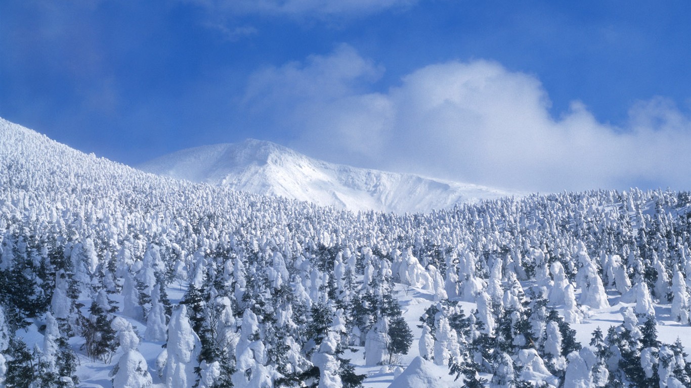 白雪森林(二) #14 - 1366x768