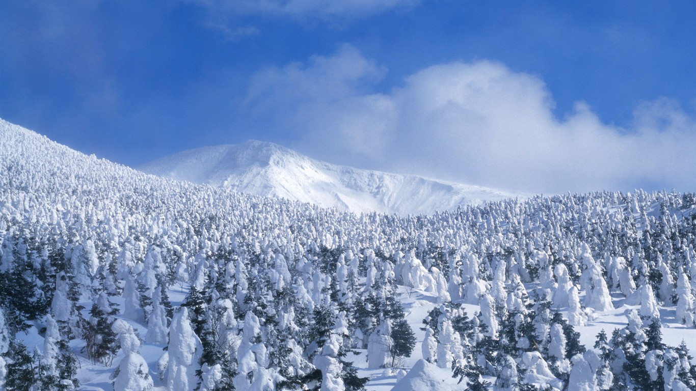 Nieve fondos de escritorio de los bosques (2) #14 - 1366x768