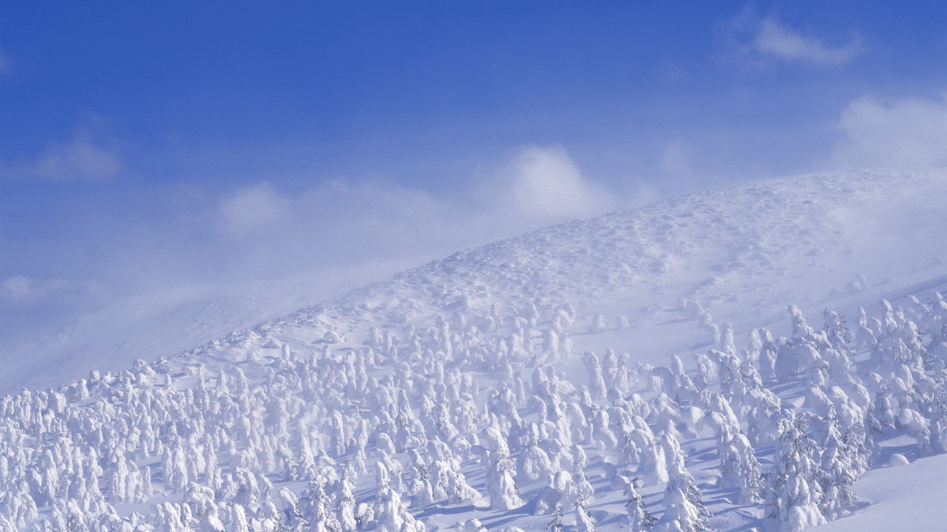 Nieve fondos de escritorio de los bosques (2) #16 - 1366x768