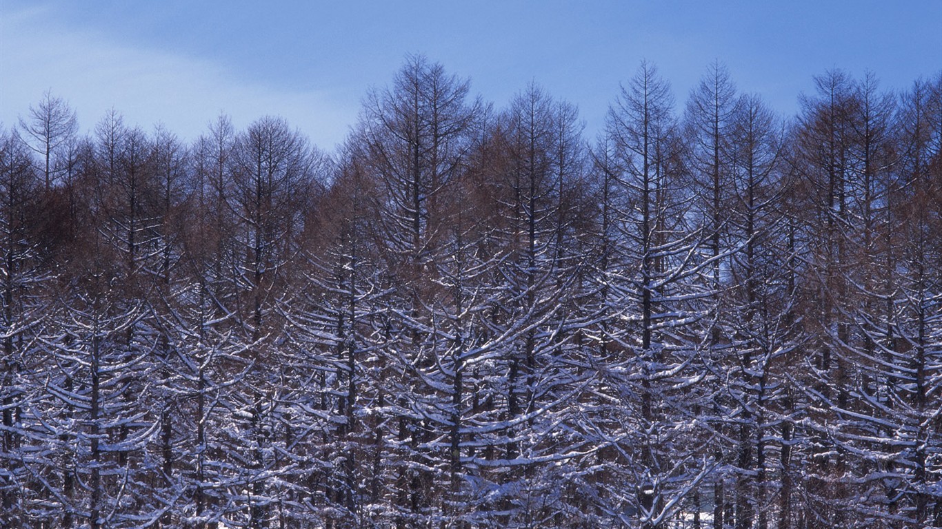 Nieve fondos de escritorio de los bosques (2) #17 - 1366x768