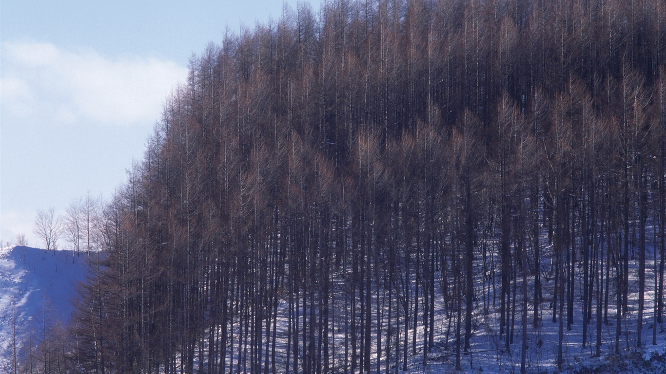 Nieve fondos de escritorio de los bosques (2) #18 - 1366x768