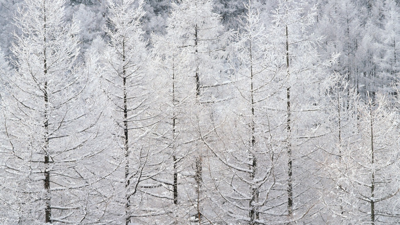 雪の林の壁紙(2) #19 - 1366x768