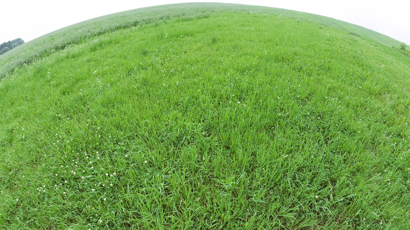 zelená tráva tapety (1) #11 - 1366x768