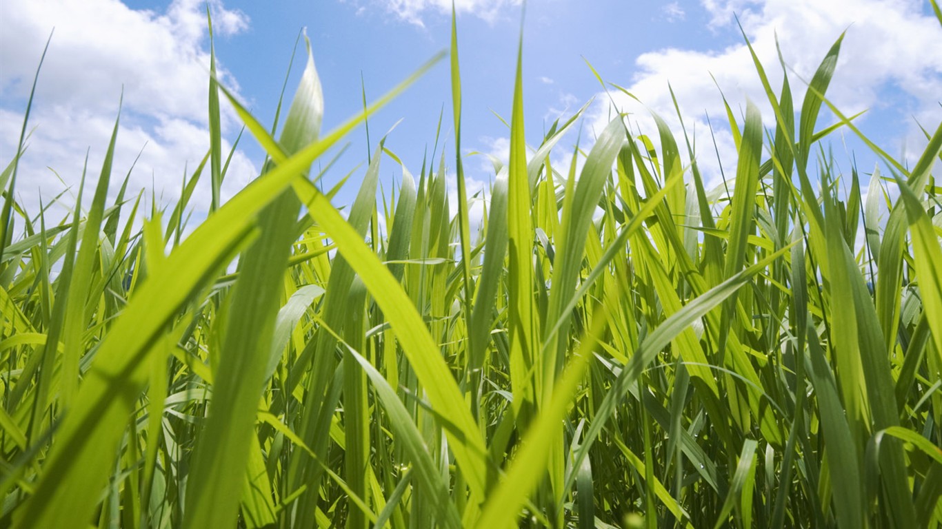 Green Grass wallpaper (1) #17 - 1366x768