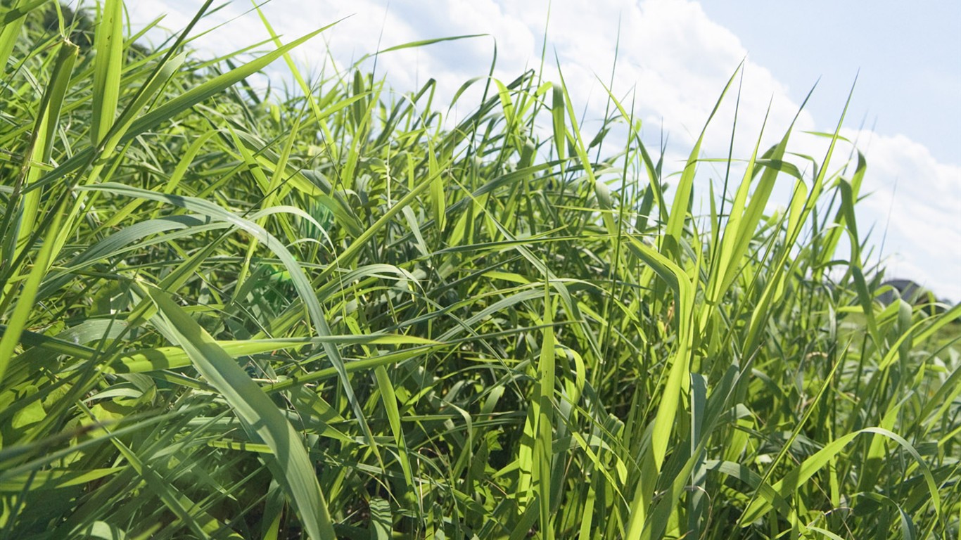 Green Grass wallpaper (1) #18 - 1366x768