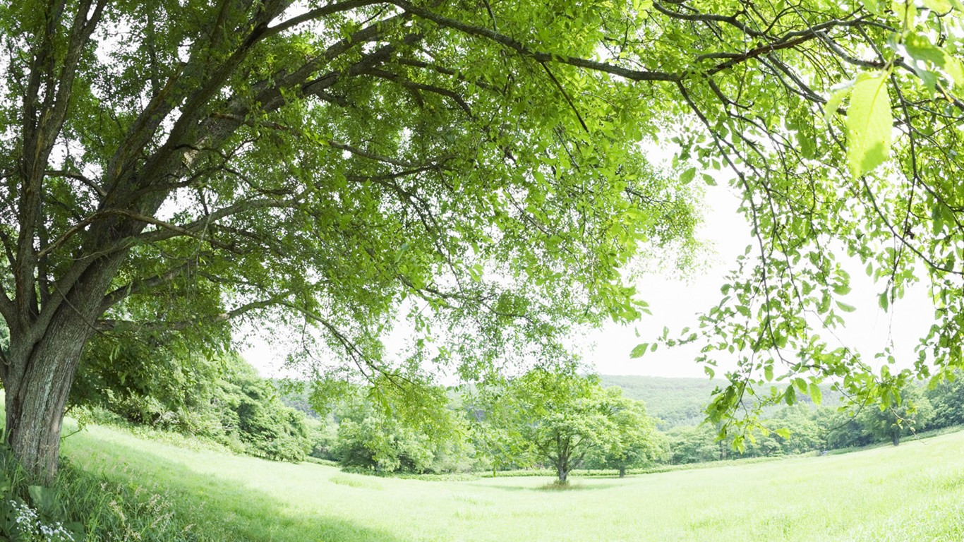 Green Grass wallpaper (1) #19 - 1366x768